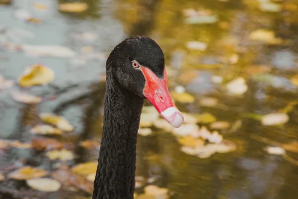 Un cisne negro nada en un lago con hojas amarillas en un hermoso otoño, día soleado. el pájaro está limpiando sus plumas . — Foto de Stock