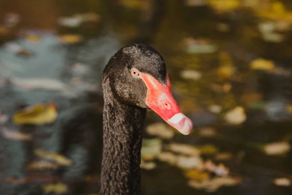 Un cisne negro nada en un lago con hojas amarillas en un hermoso otoño, día soleado. el pájaro está limpiando sus plumas . — Foto de Stock