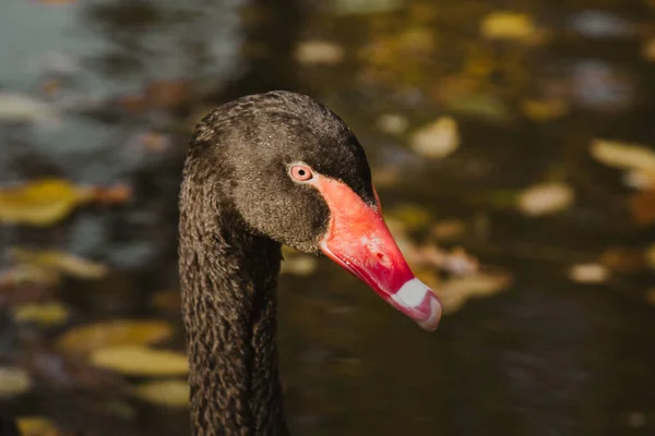 Un cisne negro nada en un lago con hojas amarillas en un hermoso otoño, día soleado. el pájaro está limpiando sus plumas . — Foto de Stock