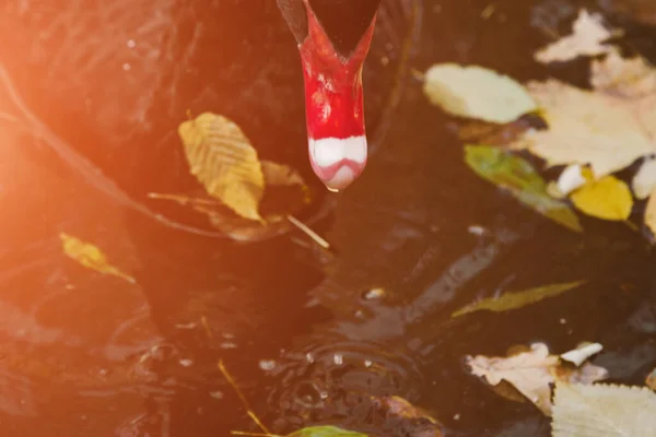 Ein schwarzer Schwan schwimmt an einem schönen, sonnigen Herbsttag auf einem See mit gelben Blättern. der Vogel putzt seine Federn. — Stockfoto