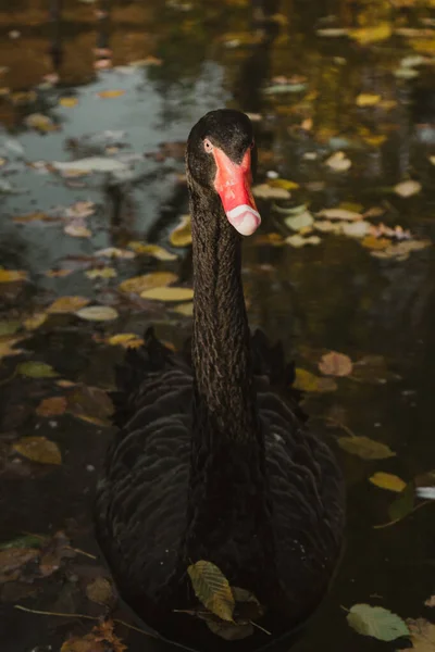 Un cisne negro nada en un lago con hojas amarillas en un hermoso otoño, día soleado. el pájaro está limpiando sus plumas . — Foto de Stock
