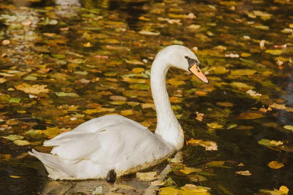 Un cisne blanco nada en un lago con hojas amarillas en un hermoso día soleado de otoño. el pájaro está limpiando sus plumas . — Foto de Stock