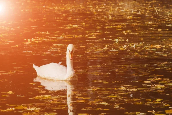 Un cisne blanco nada en un lago con hojas amarillas en un hermoso día soleado de otoño. el pájaro está limpiando sus plumas . — Foto de Stock