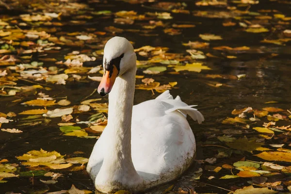 Ein weißer Schwan schwimmt an einem schönen, sonnigen Herbsttag auf einem See mit gelben Blättern. der Vogel putzt seine Federn. — Stockfoto