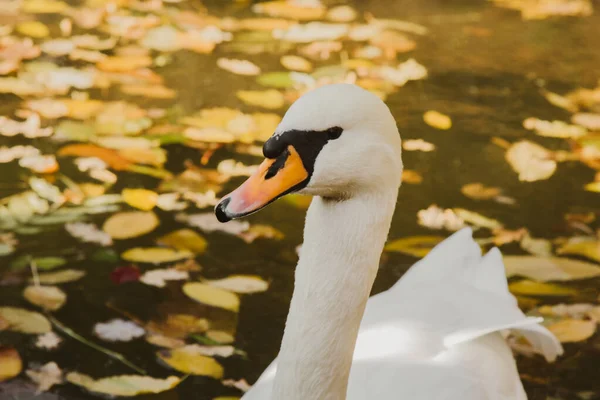 En vit svan simmar på en sjö med gula blad en vacker höst, solig dag. fågeln rengör sina fjädrar. — Stockfoto