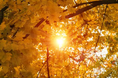 Parlak turuncu renkli sonbahar yaprakları. Güneş ışınlarının içinden geçtiği. Sıcak renkli ağaçları ve gölü olan güzel bir manzara..