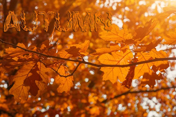 Herfst gebladerte van fel oranje kleur waardoor stralen van de zon doorbreken. Prachtige omgeving met warm gekleurde bomen en een meer. — Stockfoto