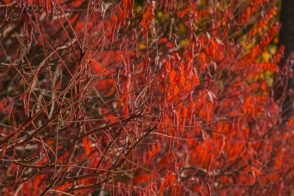 Herfst gebladerte van fel oranje kleur waardoor stralen van de zon doorbreken. Prachtige omgeving met warm gekleurde bomen en een meer. — Stockfoto