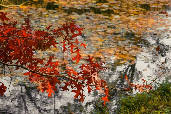 Осіннє листя яскраво-помаранчевого кольору, через яке прориваються промені сонця. Красиві пейзажі з теплими деревами і озером . — стокове фото