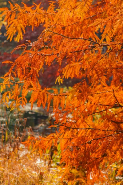 Herfst gebladerte van fel oranje kleur waardoor stralen van de zon doorbreken. Prachtige omgeving met warm gekleurde bomen en een meer. — Stockfoto