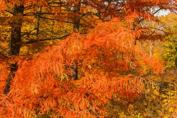 Осіннє листя яскраво-помаранчевого кольору, через яке прориваються промені сонця. Красиві пейзажі з теплими деревами і озером . — стокове фото