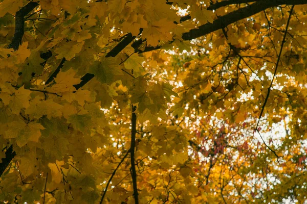 Autumn foliage of bright orange color through which rays of the sun break through. Beautiful scenery with warm-colored trees and a lake.