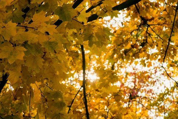 Herfst gebladerte van fel oranje kleur waardoor stralen van de zon doorbreken. Prachtige omgeving met warm gekleurde bomen en een meer. — Stockfoto