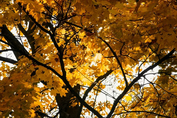 Folhagem de outono de cor laranja brilhante através da qual os raios do sol rompem. Bela paisagem com árvores de cores quentes e um lago . — Fotografia de Stock