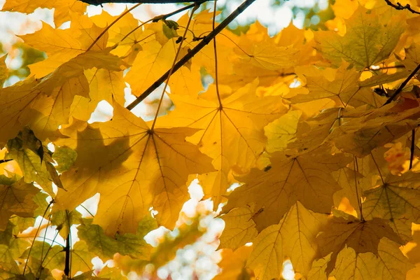 Folhagem de outono de cor laranja brilhante através da qual os raios do sol rompem. Bela paisagem com árvores de cores quentes e um lago . — Fotografia de Stock