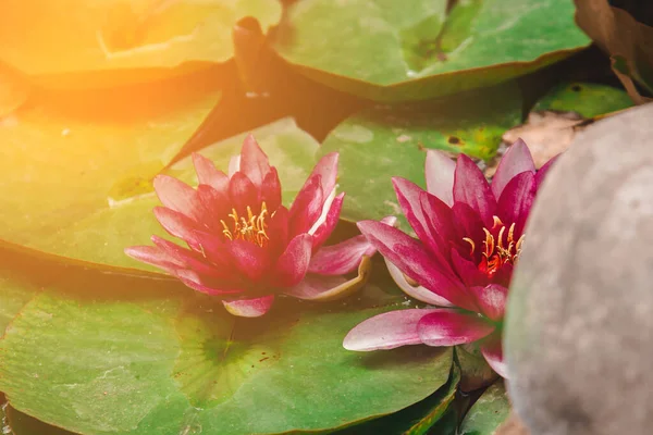 Beautiful pink pink lotus, seaweed with reflection in the pond.