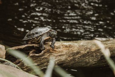 Bir sürgülü kaplumbağa güneşin altında güneşleniyor, suda yüzüyor, doğrudan seyirciye bakıyor..