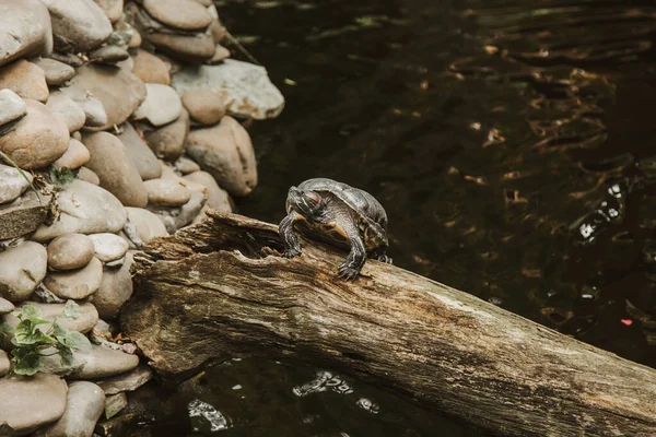 One slider turtle basking on a log under the sun, floating in the water, looking directly at the audience. — Stock Photo, Image