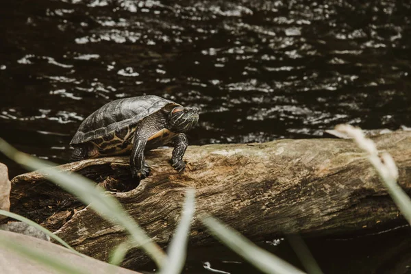미끄러지듯 움직 이는 거북 한 마리 가태 양 밑에 있는 통나무에 앉아, 물 속에서 떠다니면서, 바로 관중을 바라본다. — 스톡 사진
