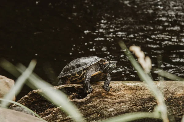 Eine Schieberschildkröte sonnt sich auf einem Baumstamm unter der Sonne, schwimmt im Wasser und blickt direkt auf das Publikum. — Stockfoto