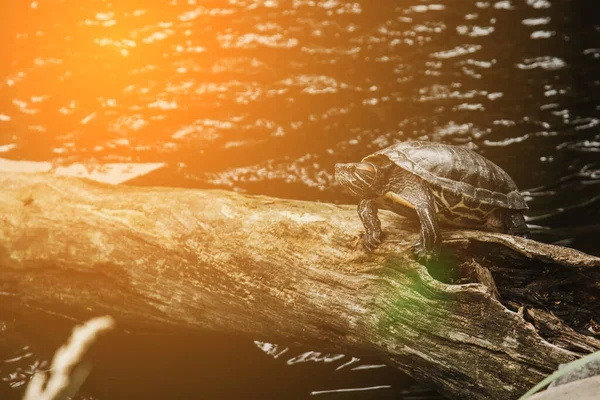미끄러지듯 움직 이는 거북 한 마리 가태 양 밑에 있는 통나무에 앉아, 물 속에서 떠다니면서, 바로 관중을 바라본다. — 스톡 사진