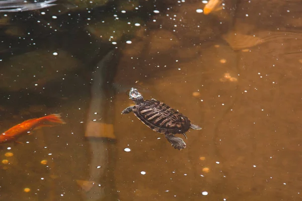 One slider turtle basking on a log under the sun, floating in the water, looking directly at the audience. — Stock Photo, Image