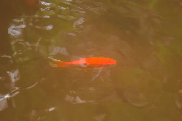 Рыбки разных цветов плавают в пруду в чистой воде . — стоковое фото