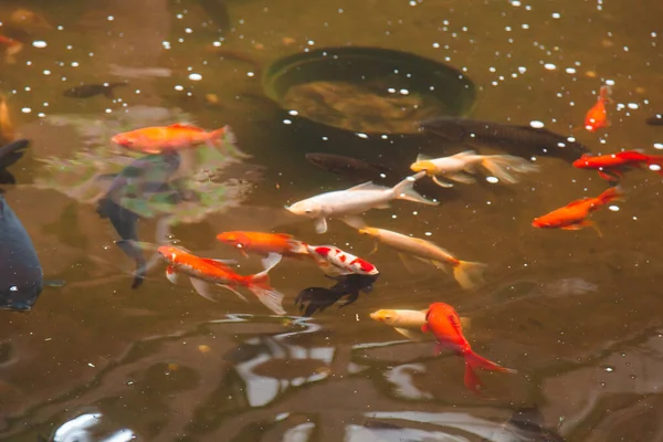 Koi-Fische in verschiedenen Farben schwimmen in einem Teich in klarem Wasser. — Stockfoto