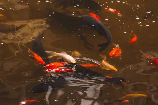 澄んだ水の池で様々な色の鯉が泳ぐ. — ストック写真