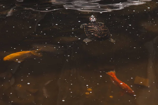 Koi fish of various colors swim in a pond in clear water. — Stock Photo, Image