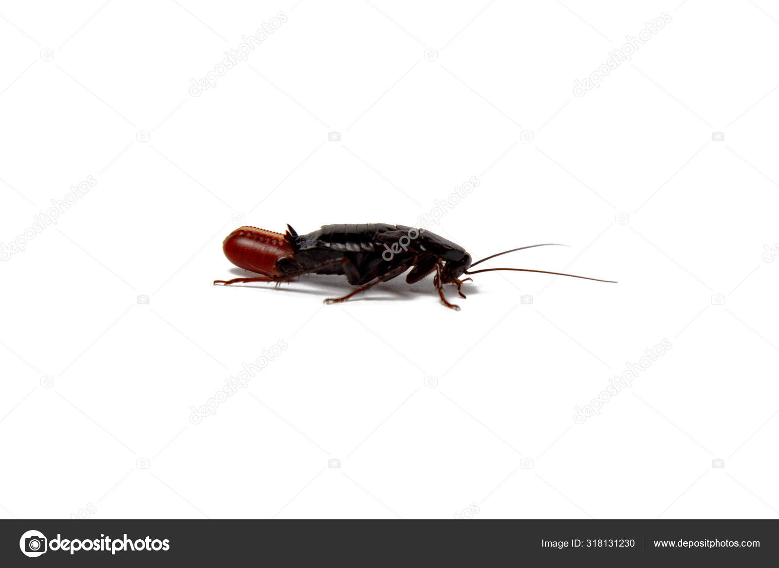 Cucaracha de madagascar cucarachas fotos de stock, imágenes de Cucaracha de madagascar cucarachas sin royalties | Depositphotos
