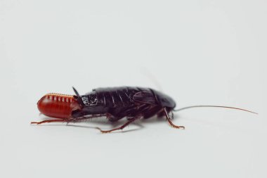 Yumurtalı kırmızı hamile hamamböceği, beyaz izole bir arka planda. Makro fotoğraf yakın çekim.