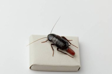 Yumurtalı kırmızı hamile hamamböceği, beyaz izole bir arka planda. Makro fotoğraf yakın çekim.