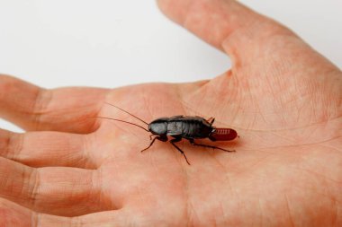İnsan eli üzerinde yumurta olan kırmızı hamile hamamböceği. Makro fotoğraf yakın çekim.