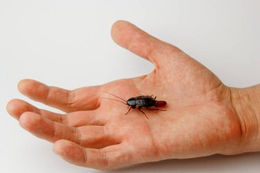 İnsan eli üzerinde yumurta olan kırmızı hamile hamamböceği. Makro fotoğraf yakın çekim.