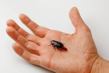 İnsan eli üzerinde yumurta olan kırmızı hamile hamamböceği. Makro fotoğraf yakın çekim.