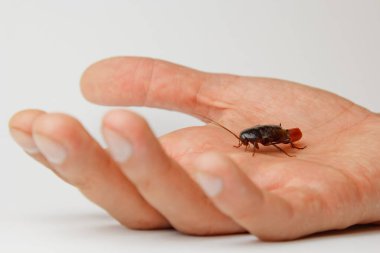 İnsan eli üzerinde yumurta olan kırmızı hamile hamamböceği. Makro fotoğraf yakın çekim.