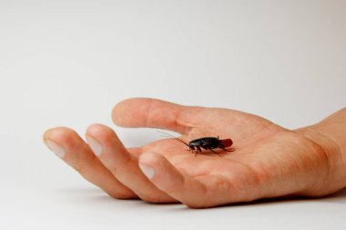 İnsan eli üzerinde yumurta olan kırmızı hamile hamamböceği. Makro fotoğraf yakın çekim.