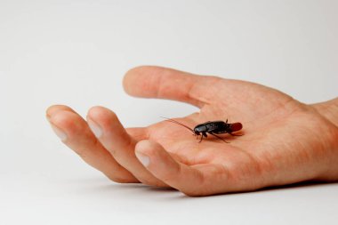 İnsan eli üzerinde yumurta olan kırmızı hamile hamamböceği. Makro fotoğraf yakın çekim.