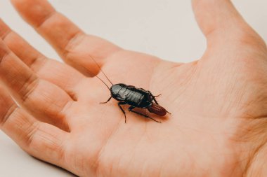 İnsan eli üzerinde yumurta olan kırmızı hamile hamamböceği. Makro fotoğraf yakın çekim.