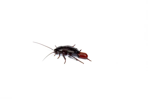 Cucaracha roja embarazada con un huevo, sobre un fondo blanco aislado. Macro foto de cerca . — Foto de Stock