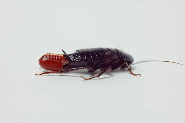 Cucaracha roja embarazada con un huevo, sobre un fondo blanco aislado. Macro foto de cerca . — Foto de Stock