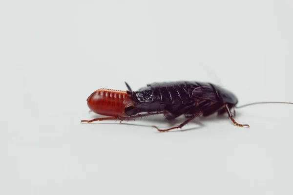 Cucaracha roja embarazada con un huevo, sobre un fondo blanco aislado. Macro foto de cerca . — Foto de Stock