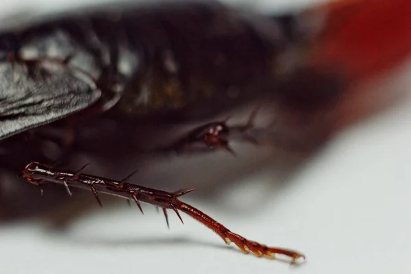 Yumurtalı kırmızı hamile hamamböceği, beyaz izole bir arka planda. Makro fotoğraf yakın çekim. — Stok fotoğraf