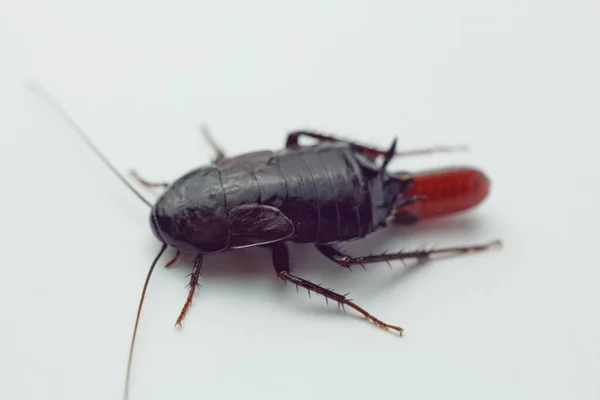 Röd gravid kackerlacka med ett ägg, på en vit isolerad bakgrund. Makro foto närbild. — Stockfoto