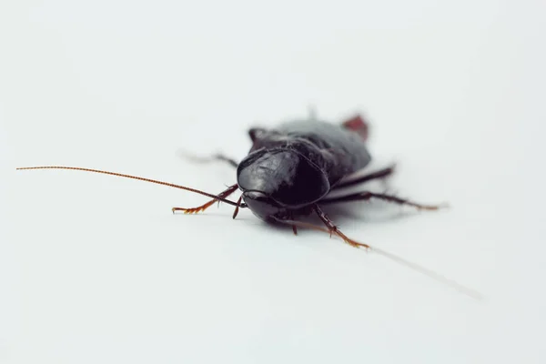 Cucaracha roja embarazada con un huevo, sobre un fondo blanco aislado. Macro foto de cerca . — Foto de Stock