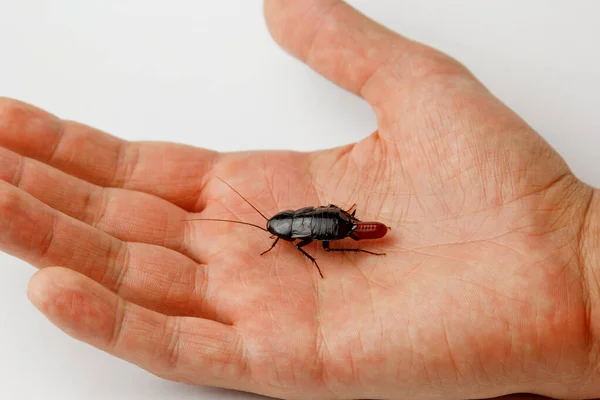 人間の手に卵を持つ赤い妊娠中のゴキブリ。マクロ写真のクローズアップ. — ストック写真
