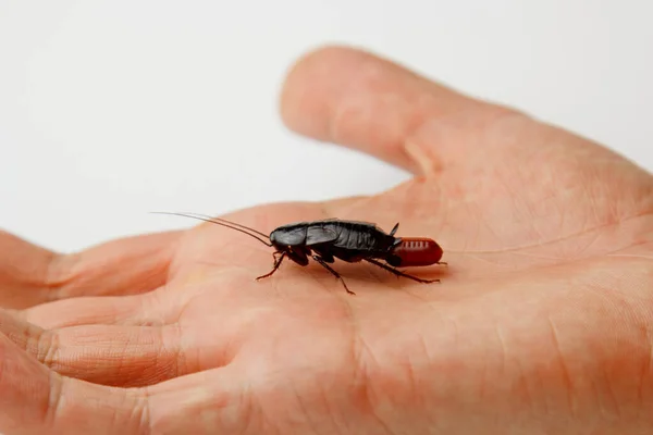 Cucaracha roja embarazada con un huevo en la mano humana. Macro foto de cerca . — Foto de Stock