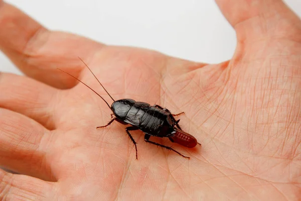 Scarafaggio rosso incinta con un uovo su una mano umana. Macro foto primo piano . — Foto Stock