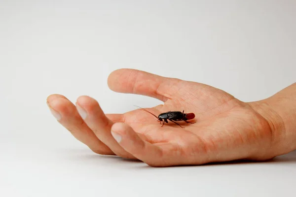 Κόκκινη έγκυος κατσαρίδα με αυγό σε ανθρώπινο χέρι. Κοντινό πλάνο φωτογραφίας μακροεντολών. — Φωτογραφία Αρχείου